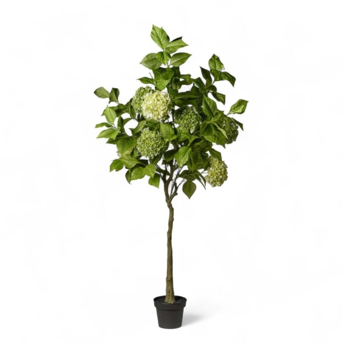 PIANTA ORTENSIE IN VASO CM180